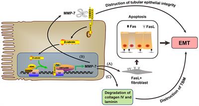 Matrix Metalloproteinases-7 and Kidney Fibrosis